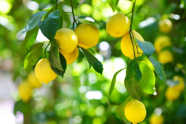 ripe-lemons-on-lemon-tree