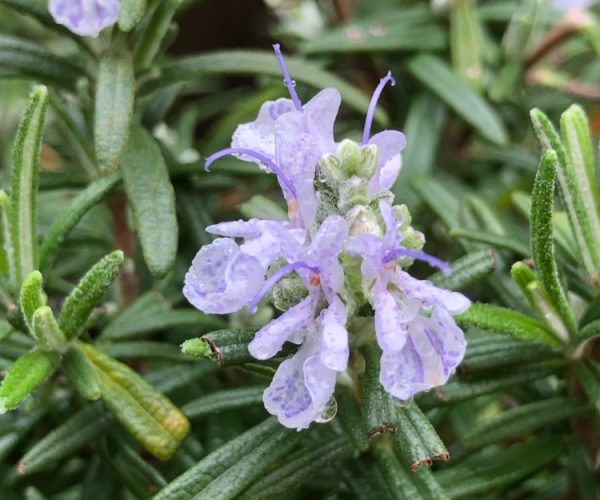 salvia-rosmarinus-tuscan-blue-syn-rosmarinus-officinalis-tuscan-blue