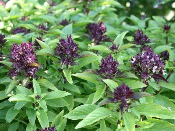 SIAM QUEEN: Siam Queen is a Thai basil with purple flowers and a licorice aroma and flavor (Photo by Gary Bachman/MSU Extension Service)

###