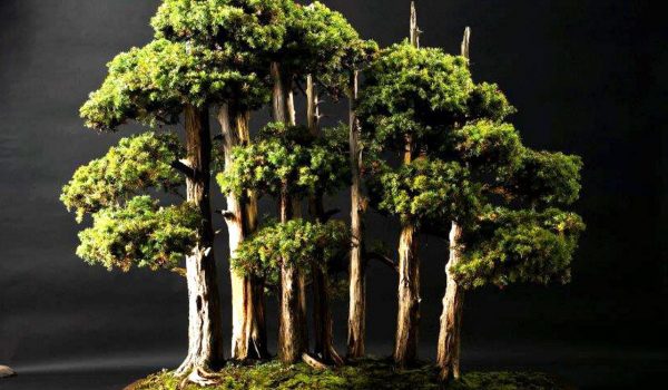une-foret-de-bonsai-photo-dr-1635521835