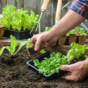 veggie-garden