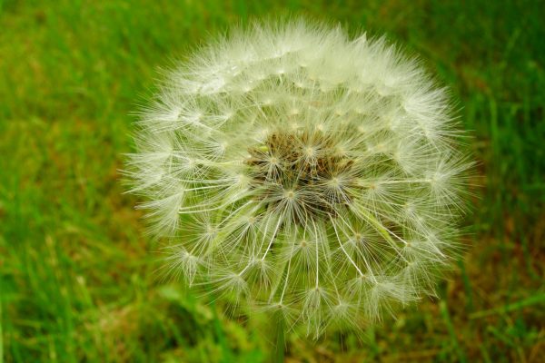 white-dandelion-ii-1395194