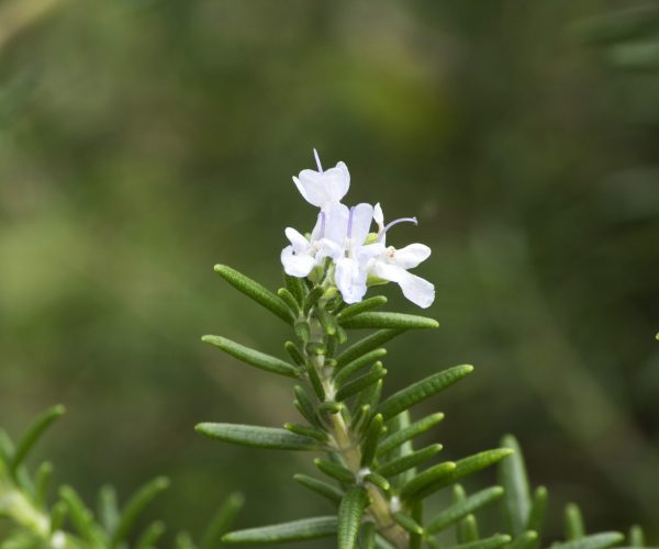 white-rosemary