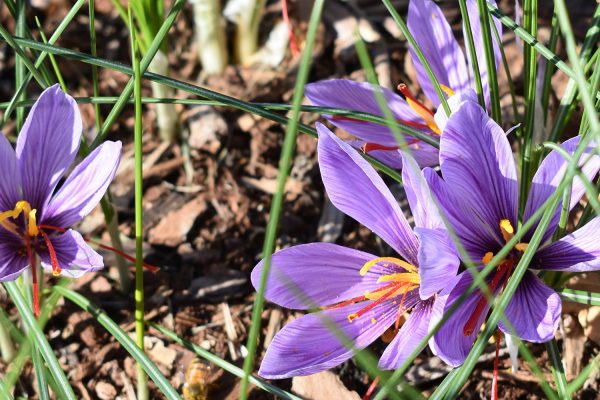 why.you.should.grow.saffron.crocus.sativus