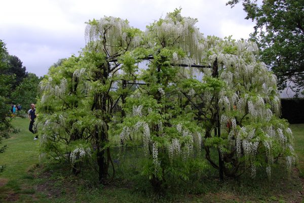 wisteria-floribunda-alba